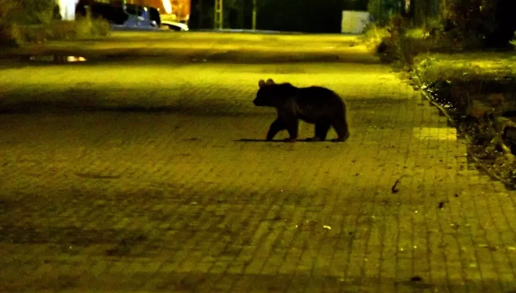 Kars’ın Sarıkamış ilçesinde bozayı ve yavruları yiyecek ararken görüntülendi